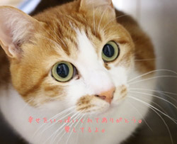 小動物から大型犬まで、どんなペットちゃんでもご安心ください