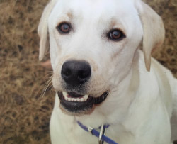 小動物から大型犬まで、どんなペットちゃんでもご安心ください