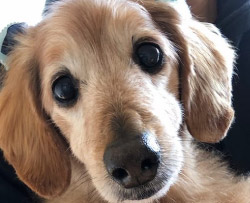 小動物から大型犬まで、どんなペットちゃんでもご安心ください