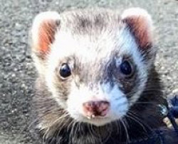 小動物から大型犬まで、どんなペットちゃんでもご安心ください