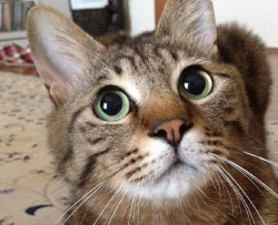 小動物から大型犬まで、どんなペットちゃんでもご安心ください