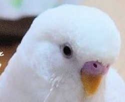 小動物から大型犬まで、どんなペットちゃんでもご安心ください