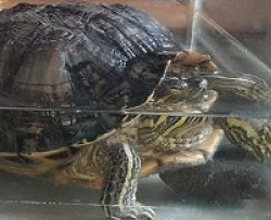 小動物から大型犬まで、どんなペットちゃんでもご安心ください