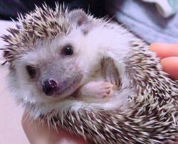 小動物から大型犬まで、どんなペットちゃんでもご安心ください