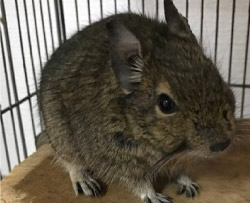 小動物から大型犬まで、どんなペットちゃんでもご安心ください