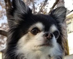 小動物から大型犬まで、どんなペットちゃんでもご安心ください